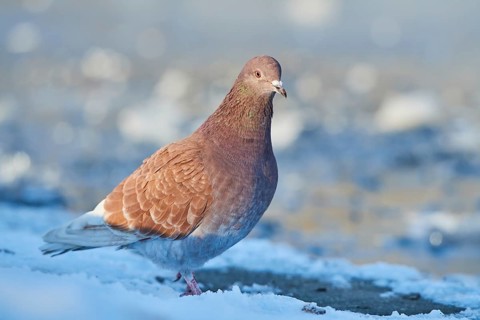 Stock Dove