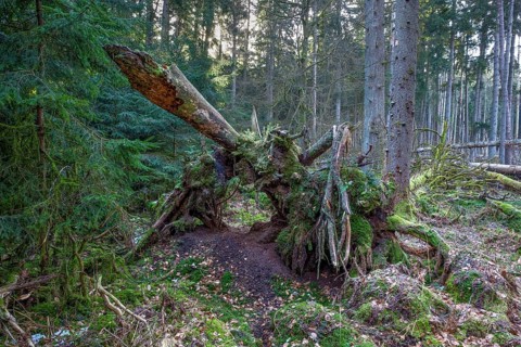 Spruce forest
