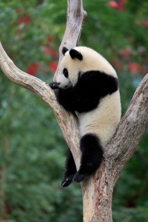 Giant Panda