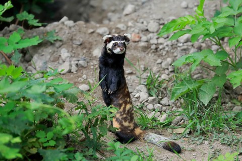 Marbled polecat