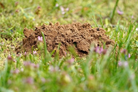 Mole mound in a meadow