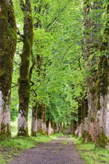 Tree avenue with heavily mossy mountain maples