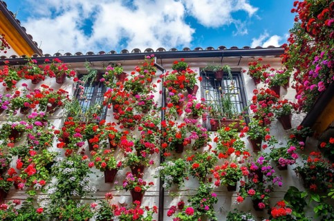 Many red geraniums in flower pots on the house wall