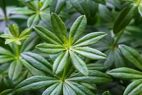 Woodruff
