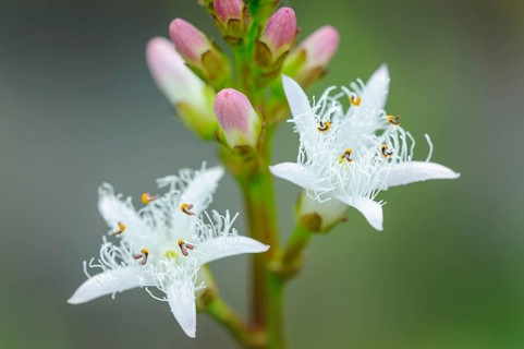 Bog bean
