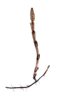 Field horsetail
