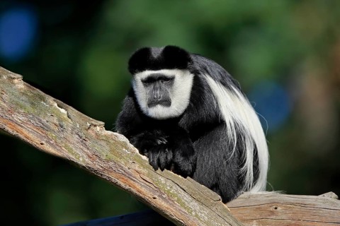 Mantled guereza