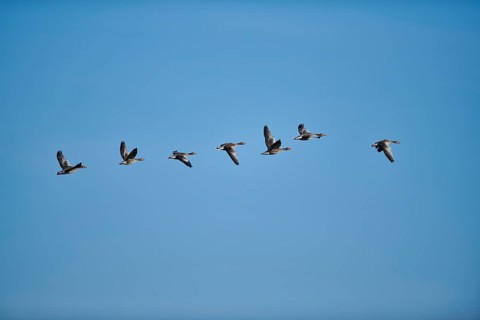 Flying Greylag goose