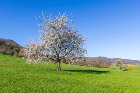 Orchard meadow