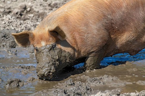 Duroc pig