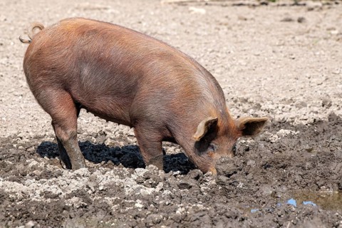 Duroc pig