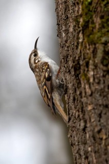 Eurasian Treecreeper