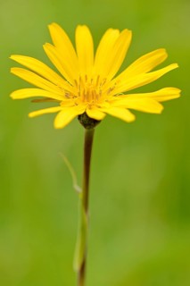 Meadow salsify