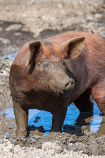 Duroc pig