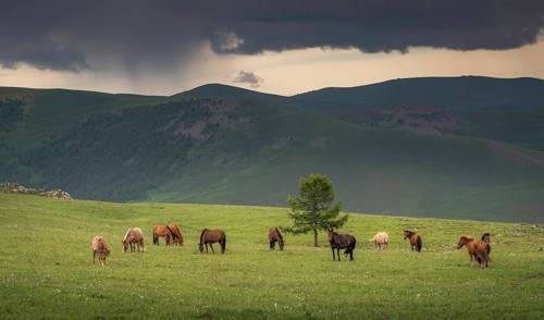 Domestic Horses