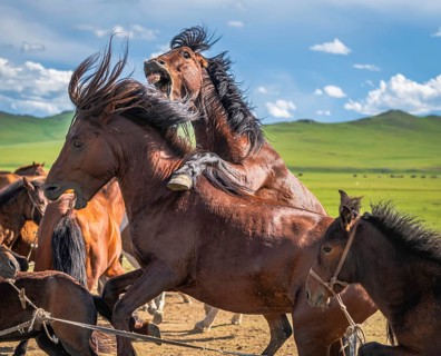Stallions