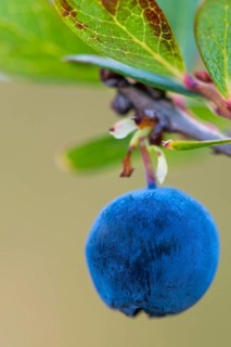 Bog bilberry