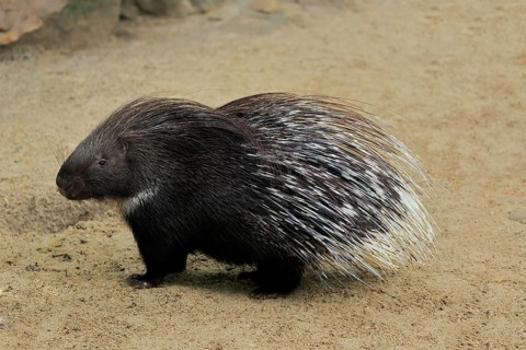 Indian white-tailed porcupine
