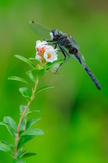 White-faced darter