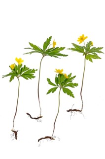 Yellow Anemones