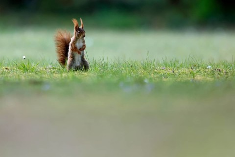 Squirrel