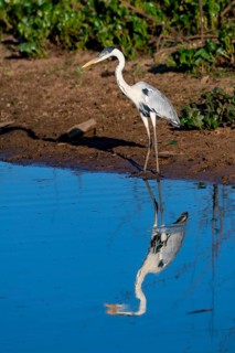 Cocoi heron