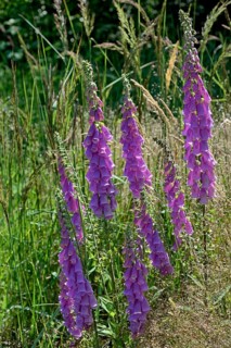 Common foxglove