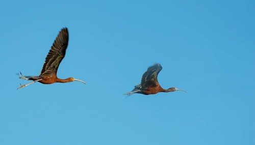 Glossy ibis