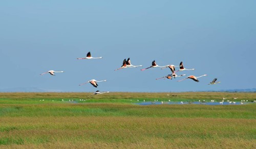 Greater flamingos