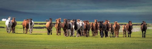 Domestic Horses