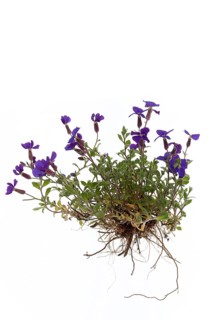 Aubrietas