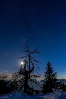 Gnarled tree under full moon and starry sky