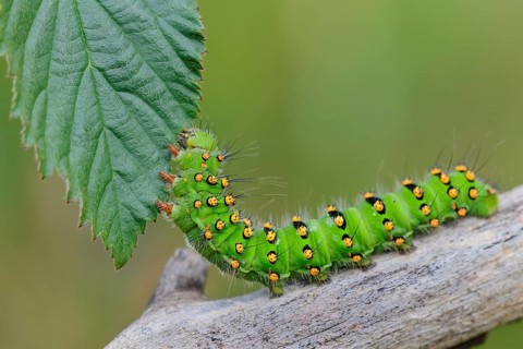 Caterpillar of a night peacock