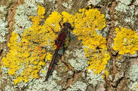 White-faced darter