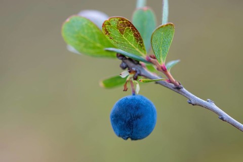 Bog bilberry