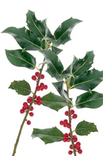 Branches of a holly