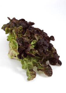 French lettuce called corne de cerf