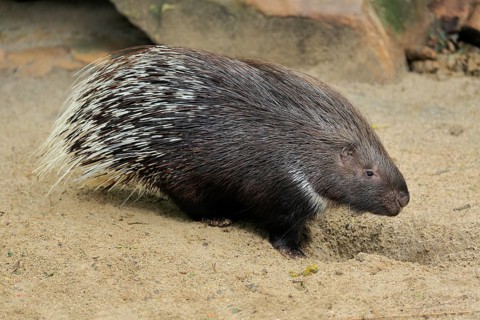 Indian white-tailed porcupine