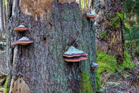 Spruce spores