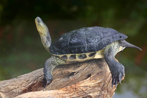 Chinese stripe-necked turtle