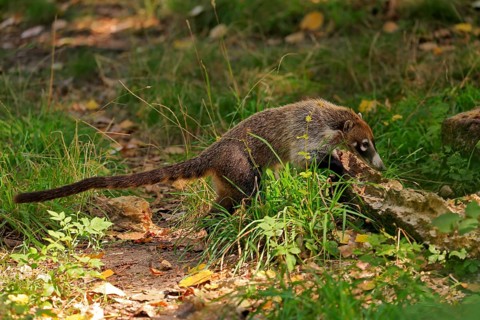 White-trunked coati