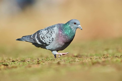 Pigeon