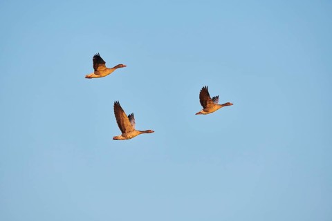 Greylag geese