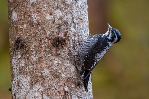 Three-toed Woodpecker