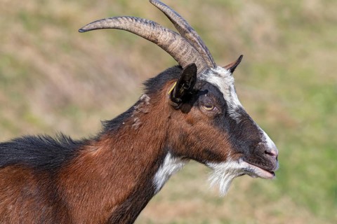 Tauernschecken domestic goat