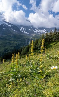 Great yellow gentian