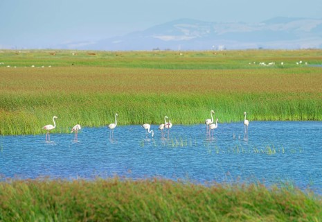 Greater flamingos