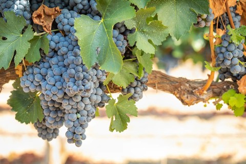 Grapes