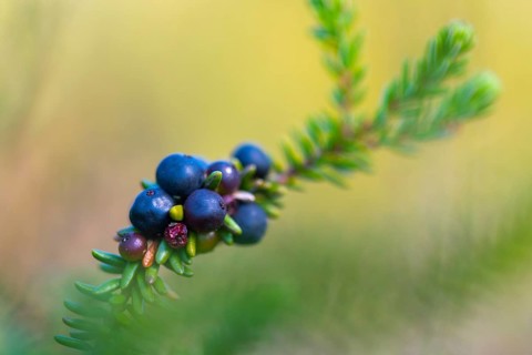 Crowberry