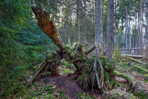 Spruce forest